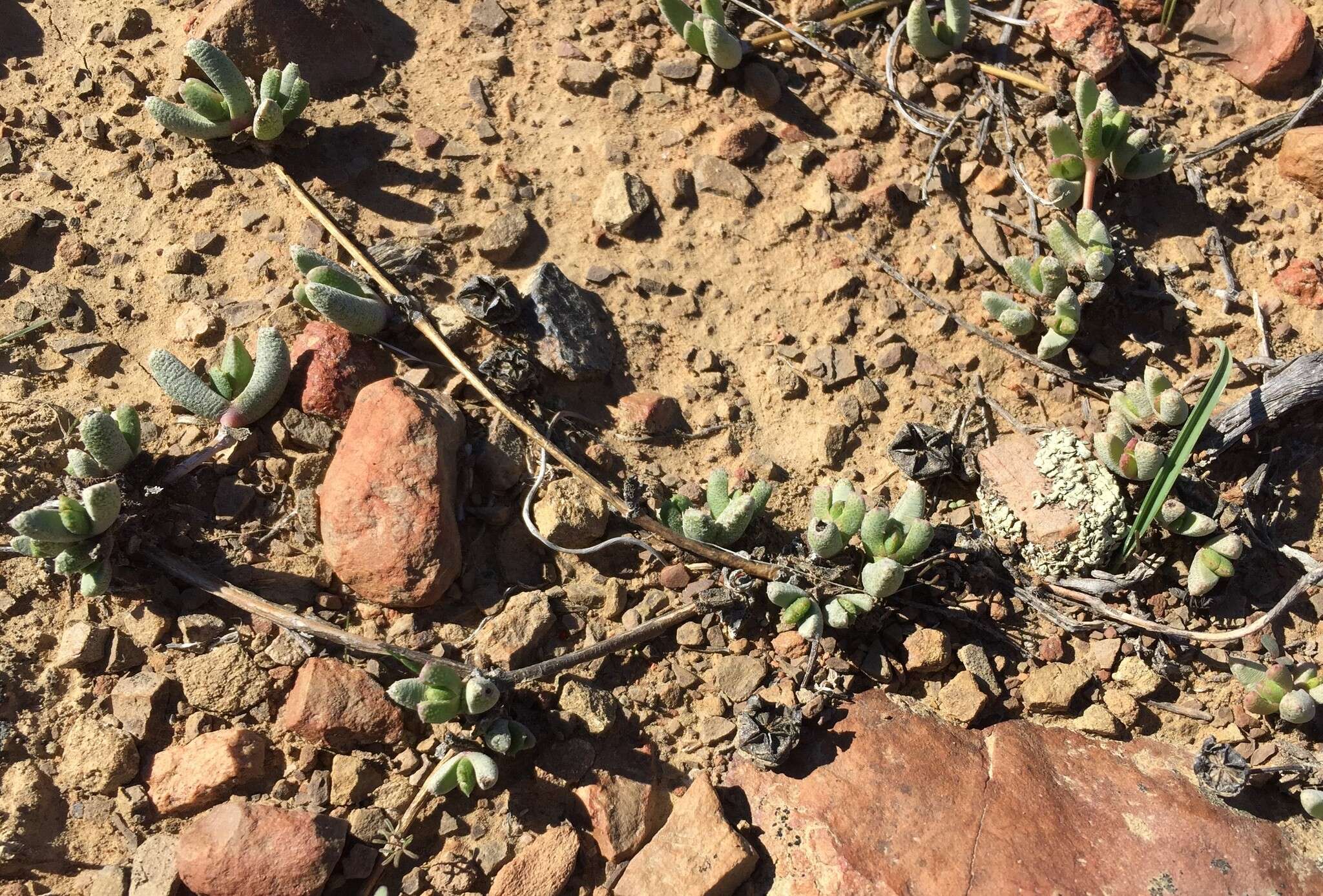 Image of Hammeria meleagris (L. Bol.) C. Klak