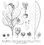 Sivun Myrtopsis kuva