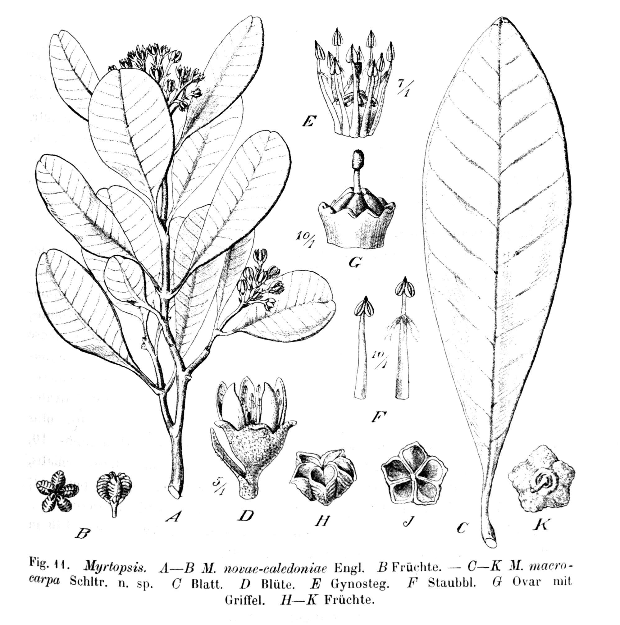 Sivun Myrtopsis kuva