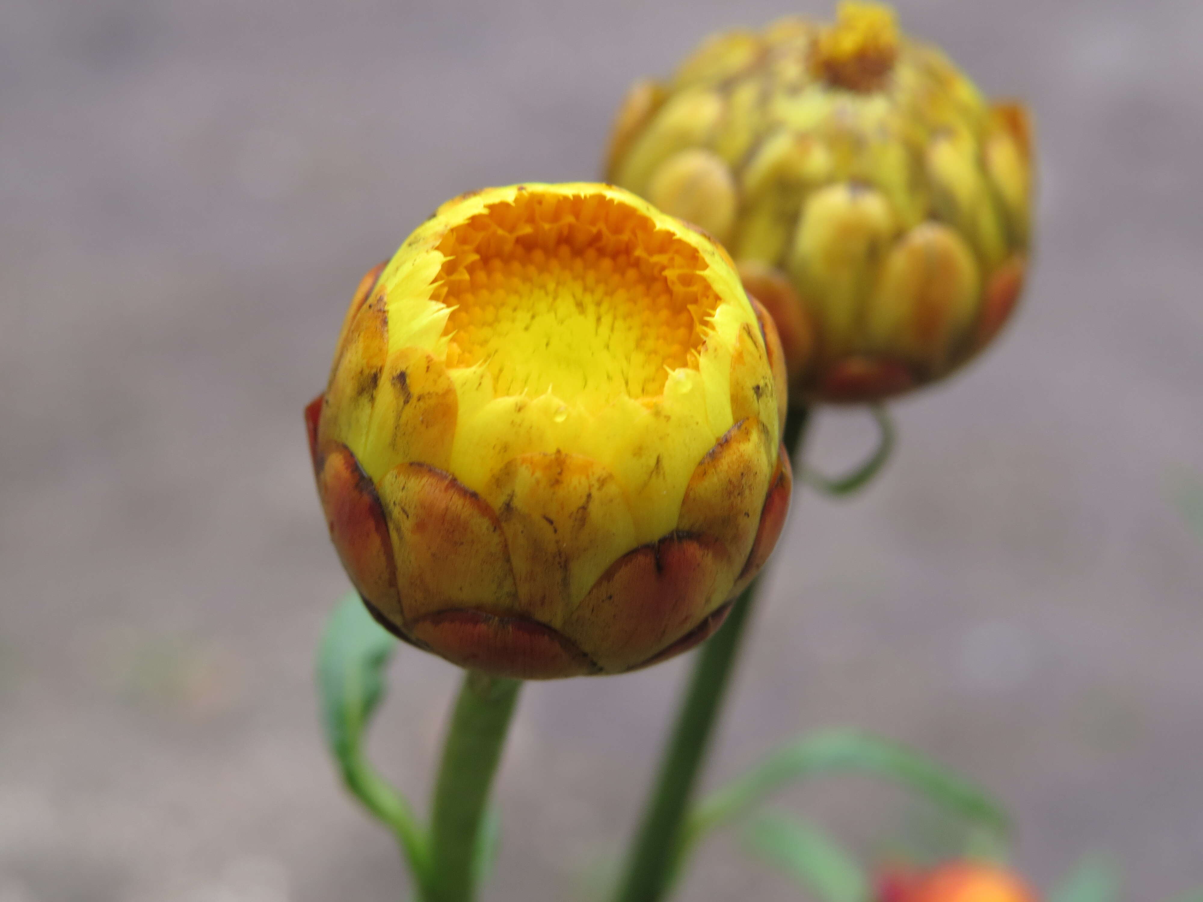 Image of bracted strawflower