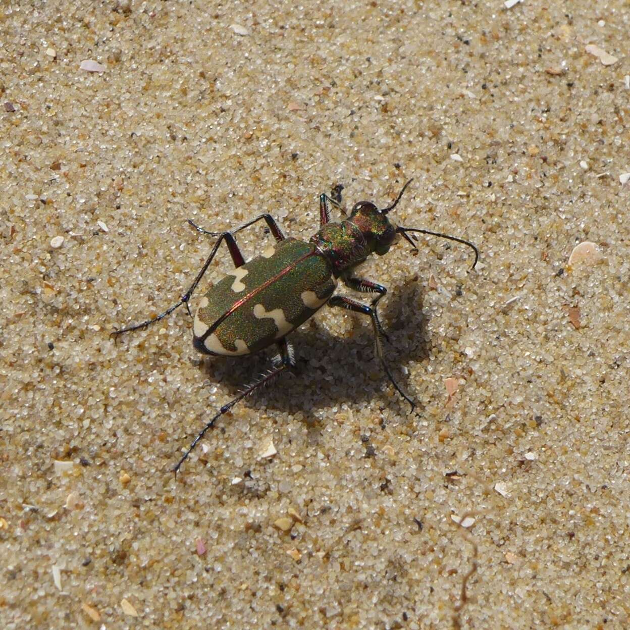 Image de Cicindela (Cicindela) hybrida hybrida Linnaeus 1758