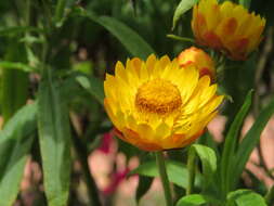 Image of bracted strawflower