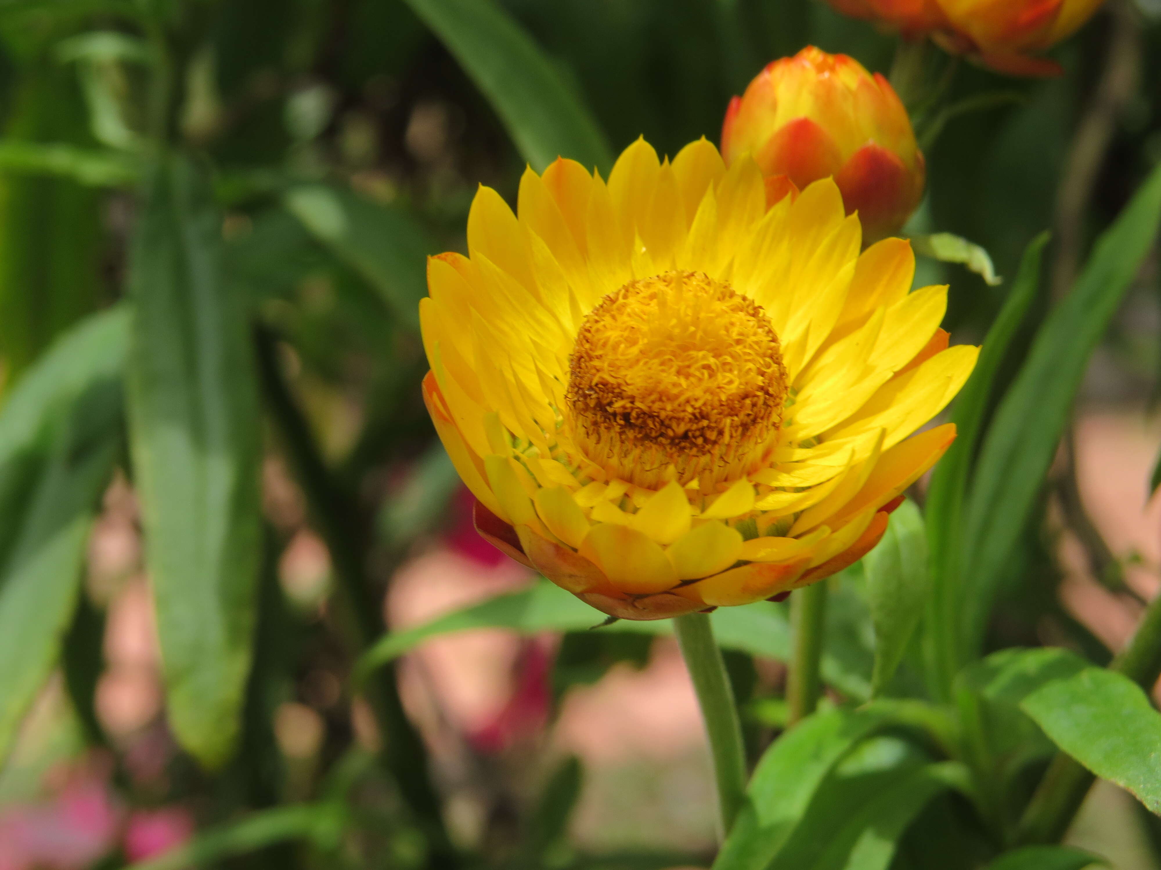 Image of bracted strawflower