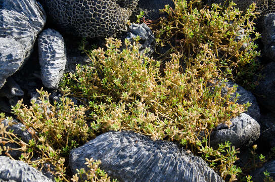 Image of Portulaca mauritiensis Poelln.