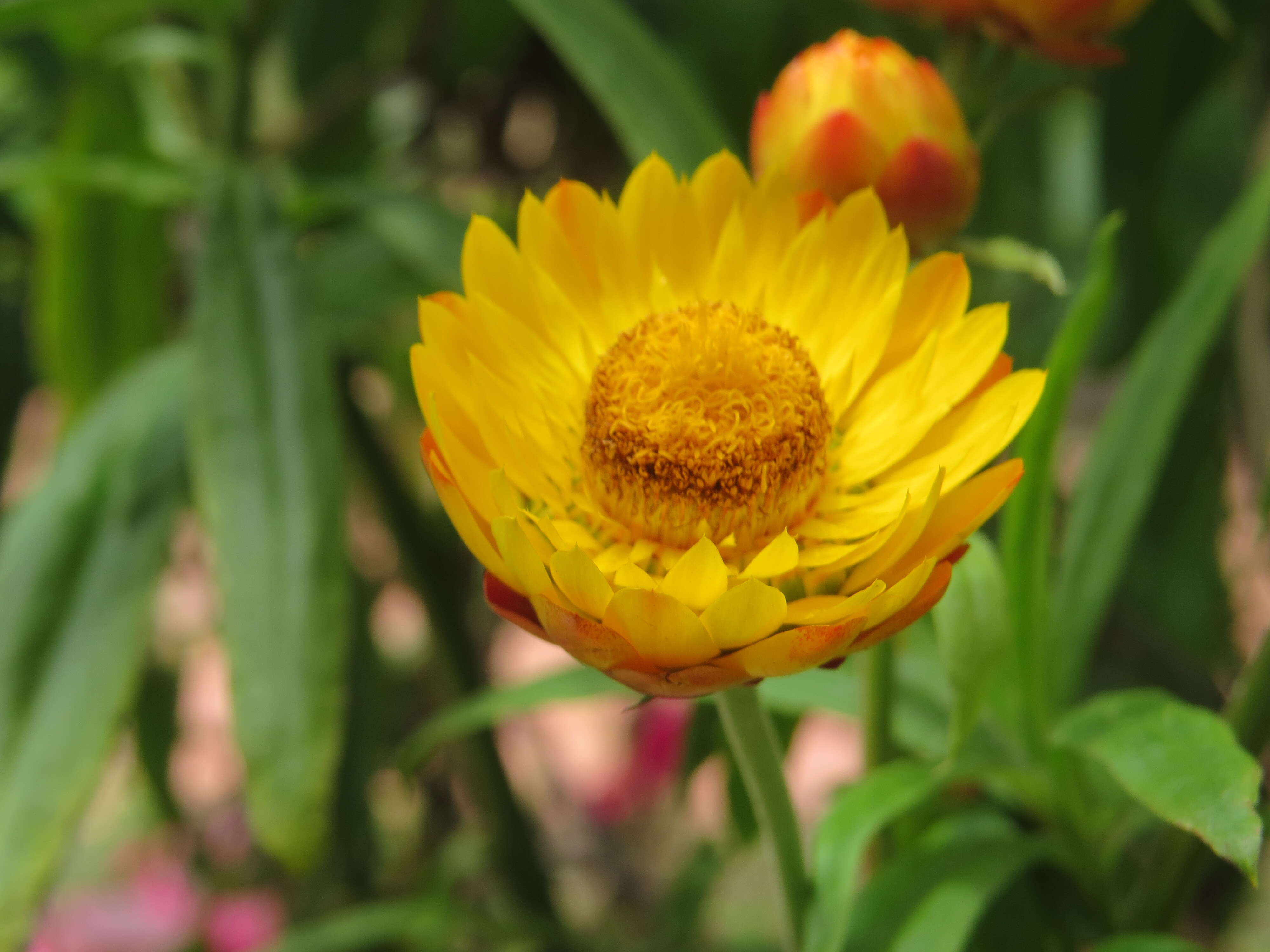 Image of bracted strawflower