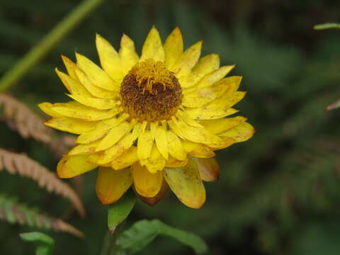 Image of bracted strawflower