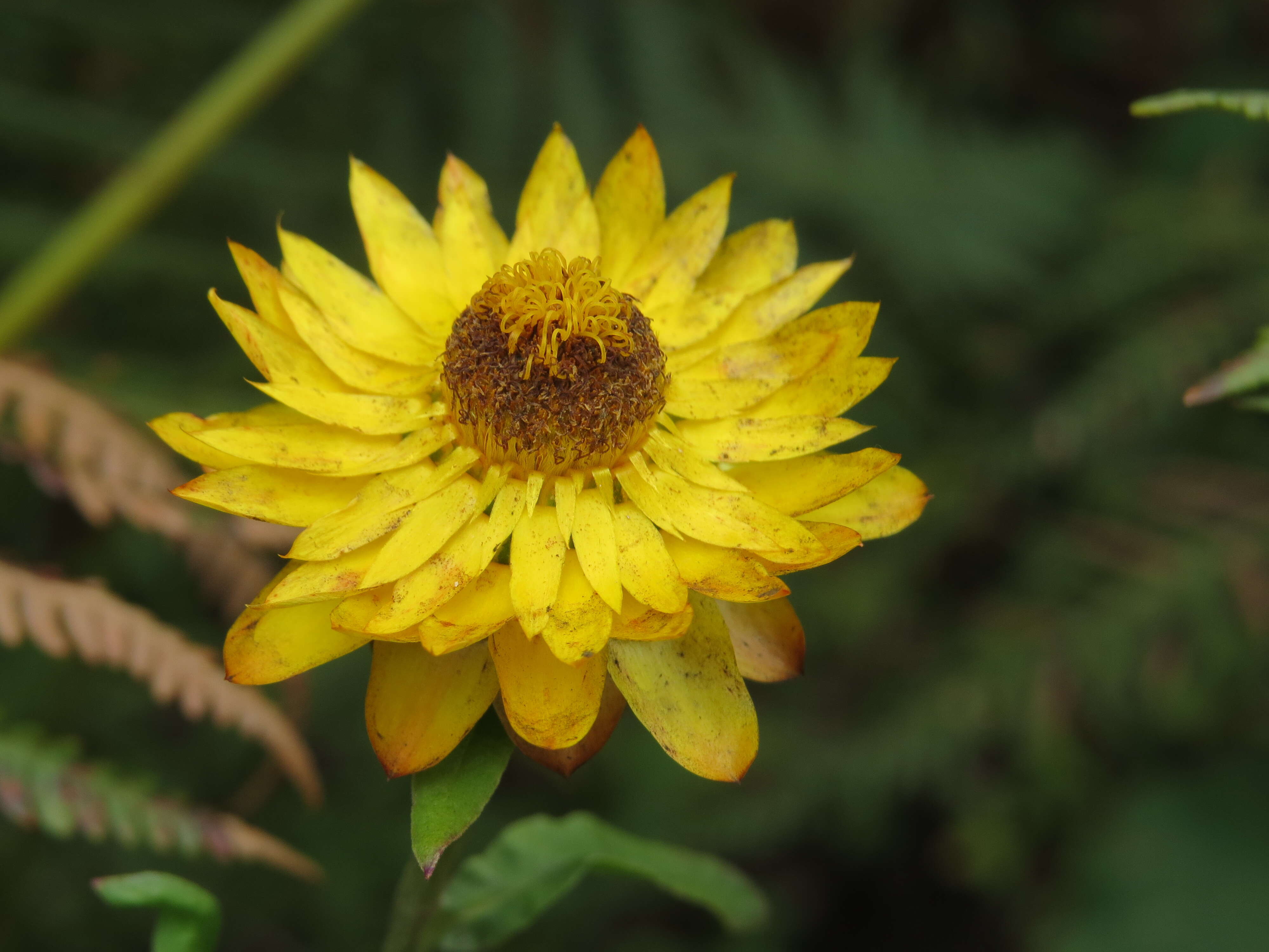 Image of bracted strawflower