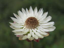 Image of bracted strawflower