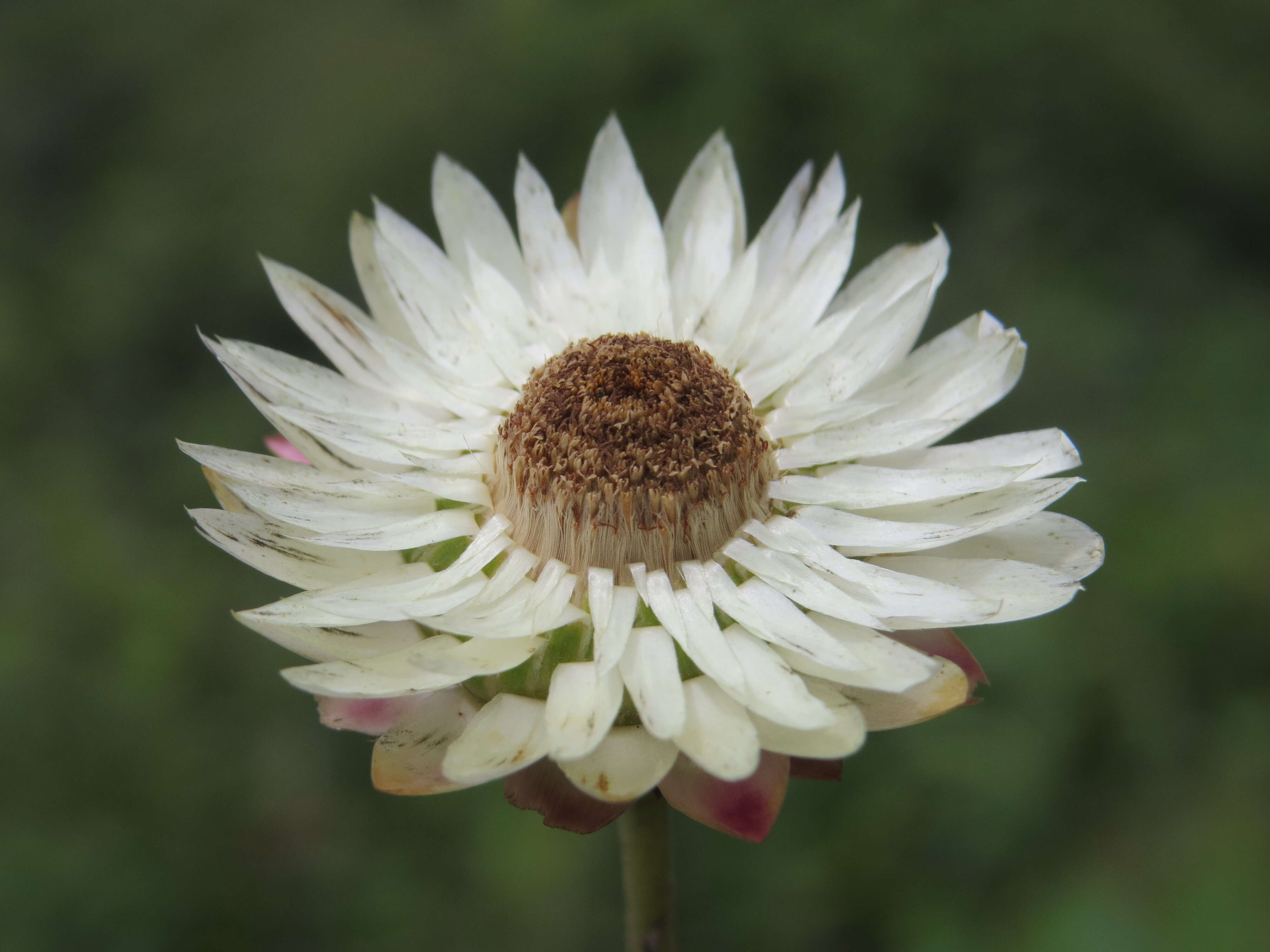 Image of bracted strawflower