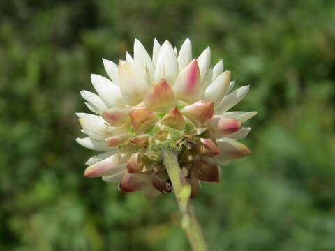 Image of bracted strawflower