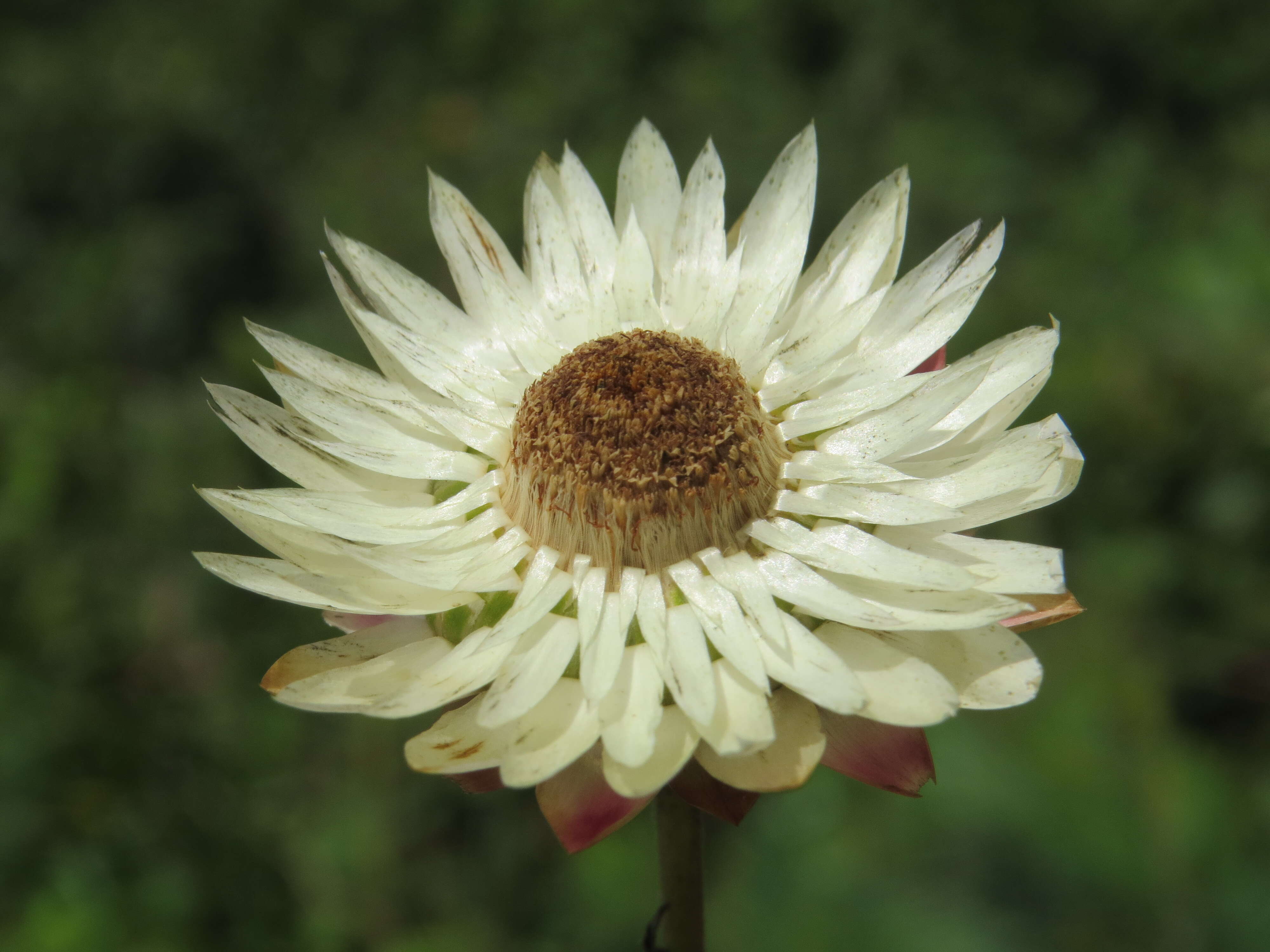 Image of bracted strawflower