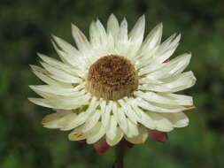 Plancia ëd Xerochrysum bracteatum (Vent.) N. N. Tzvel.