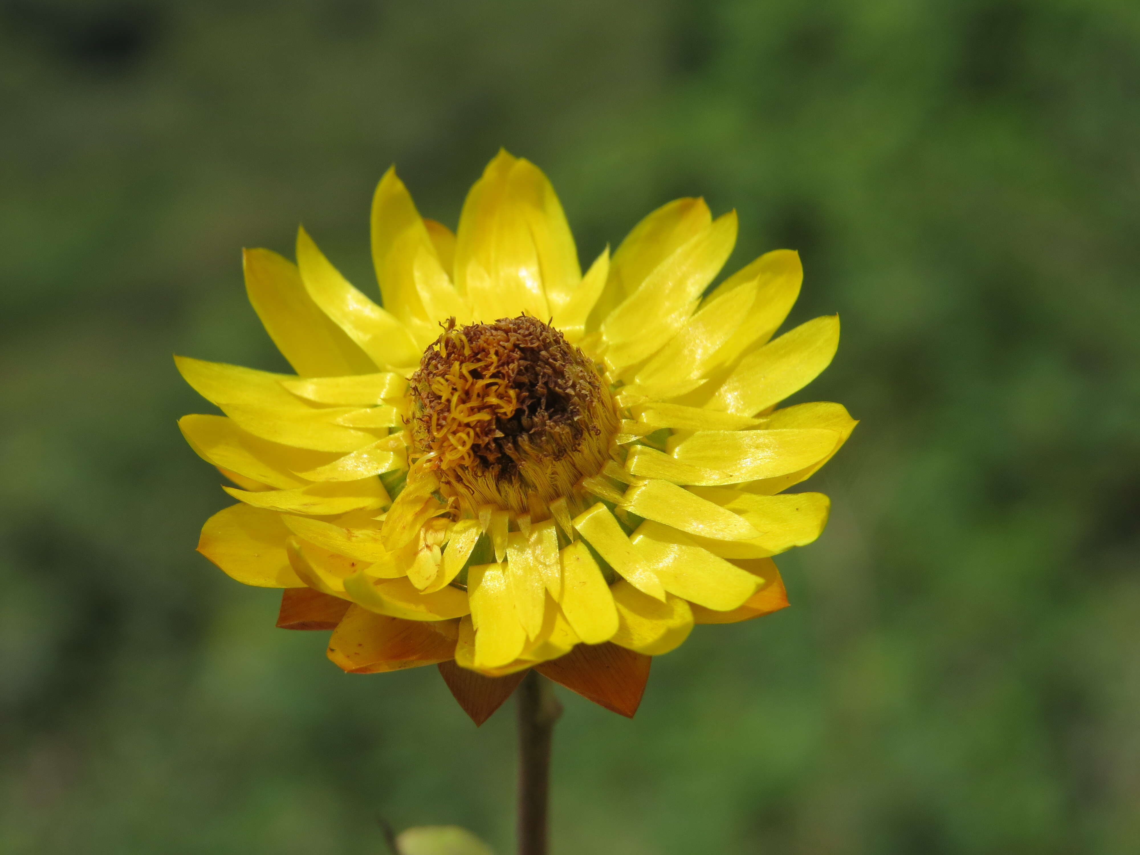 Image of bracted strawflower