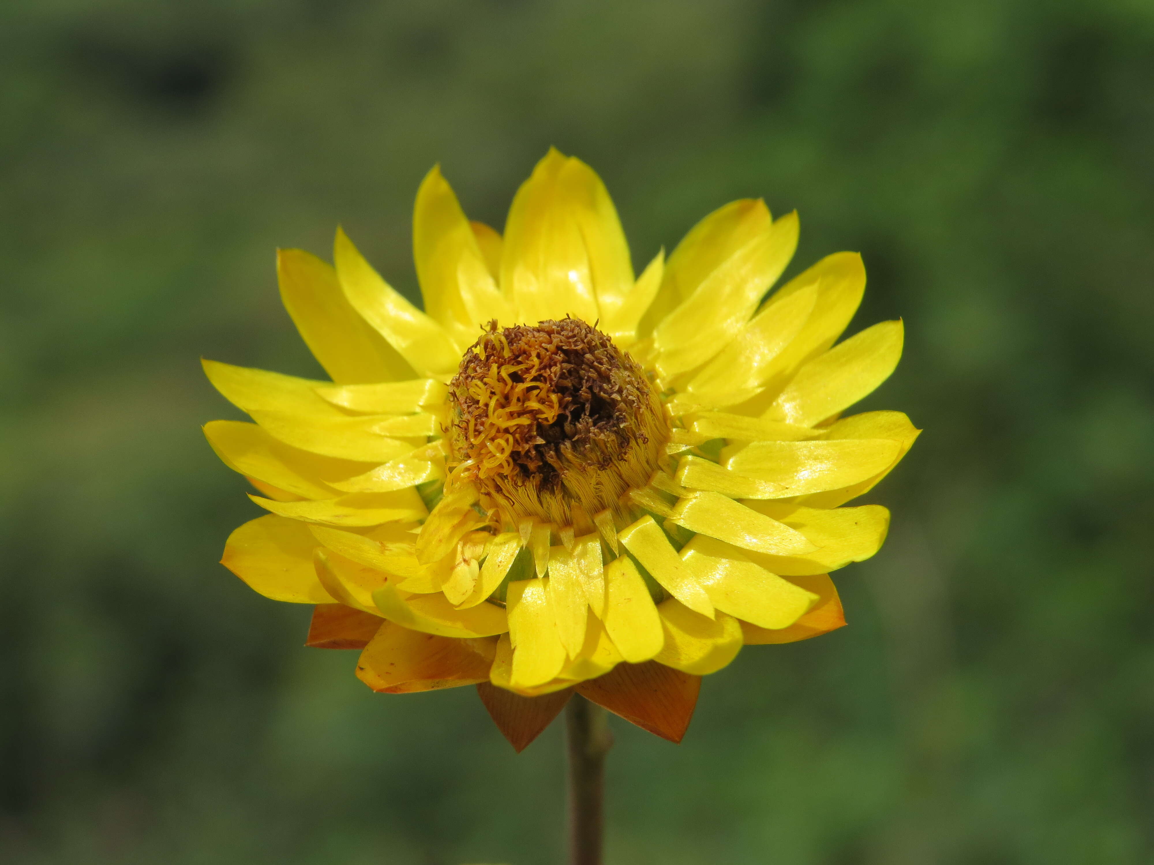 Image of bracted strawflower