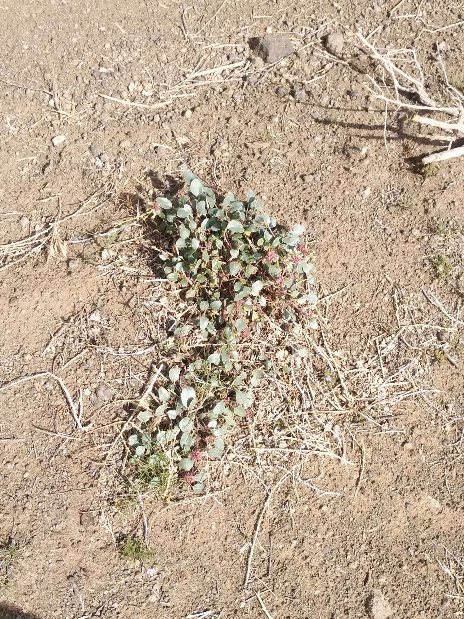 Image of white sand verbena