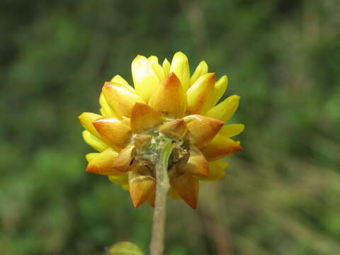 Image of bracted strawflower