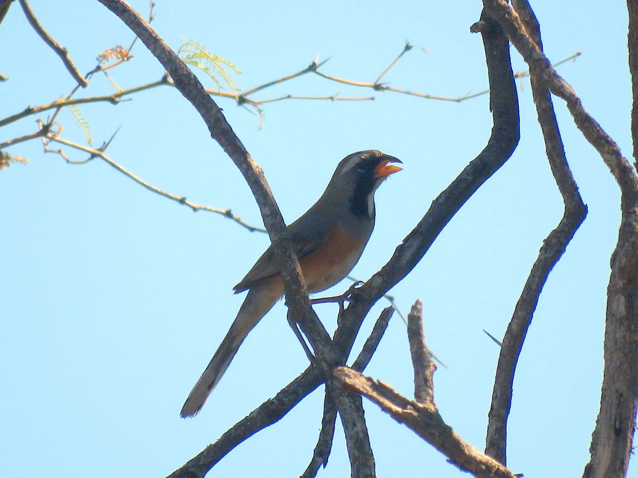 Image of Many-colored Chaco Finch