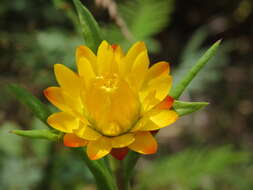 Image of bracted strawflower