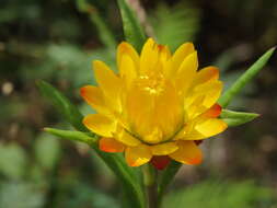 Image of bracted strawflower