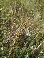 Image de Agrimonia eupatoria subsp. grandis (Andrz. ex Ascherson & Graebner) Bornm.