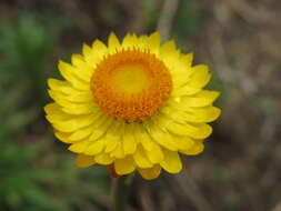 Image of bracted strawflower