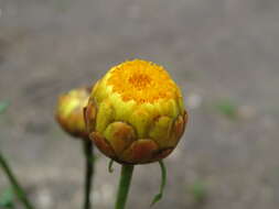 Image of bracted strawflower