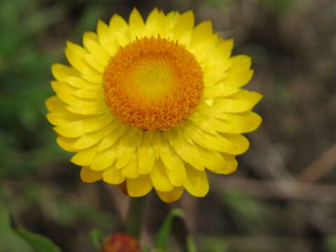 Image of bracted strawflower