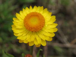 Image of bracted strawflower