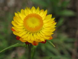 Plancia ëd Xerochrysum bracteatum (Vent.) N. N. Tzvel.