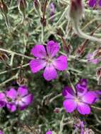 Image of Geranium robustum Kuntze