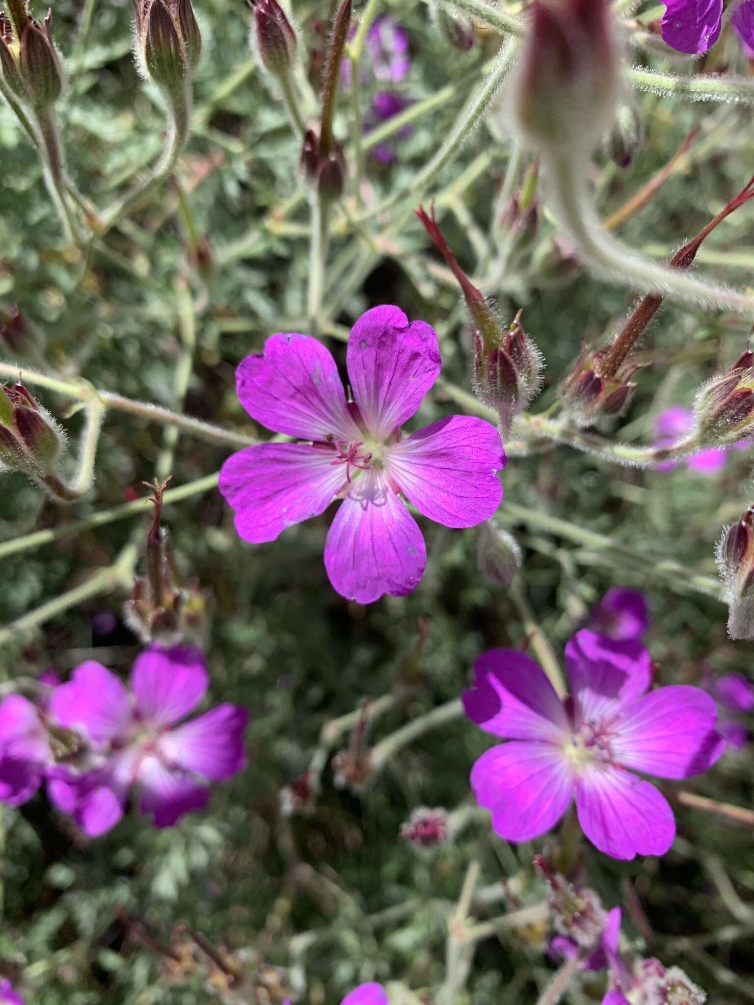 Image of Geranium robustum Kuntze