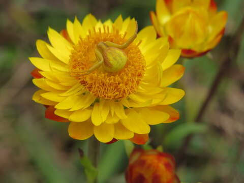 Image of bracted strawflower