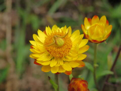 Image of bracted strawflower