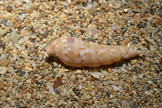 Image of Colubraria nitidula (G. B. Sowerby I 1833)