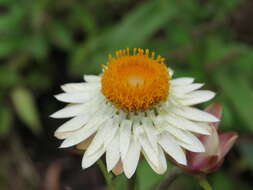 Image of bracted strawflower