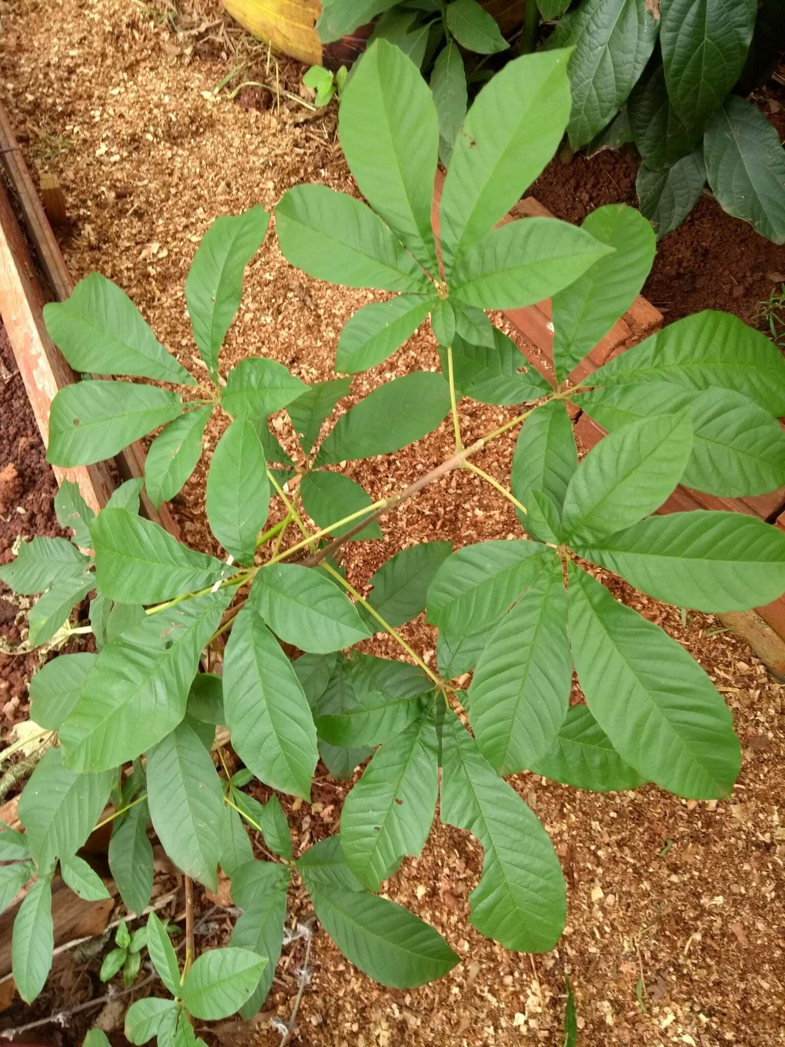 Image de Vitex megapotamica (Spreng.) Moldenke