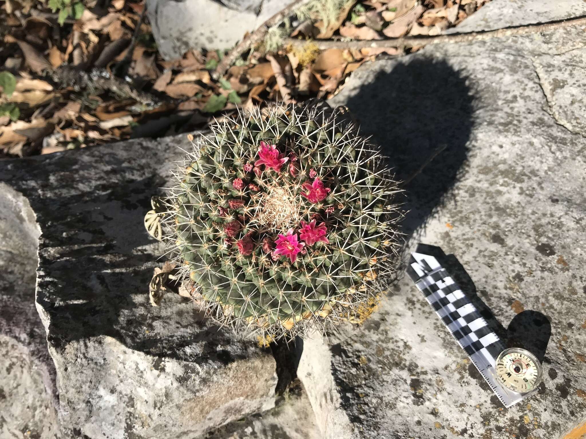 Image of Mammillaria melanocentra Poselg.