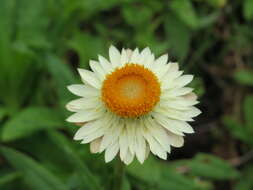 Image of bracted strawflower