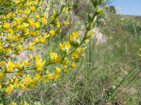 Слика од Anthyllis cytisoides L.