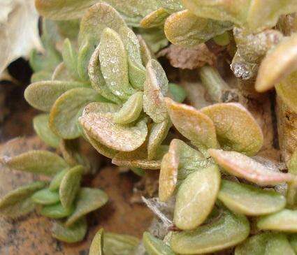 Image of Adromischus diabolicus H. R. Tölken