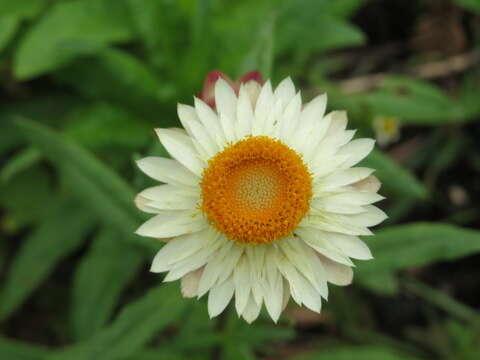 Image of bracted strawflower