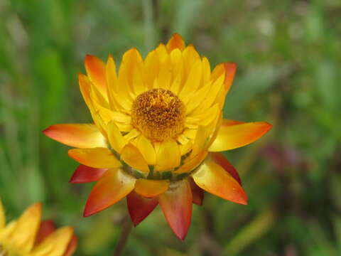 Image of bracted strawflower