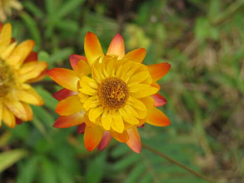 Image of bracted strawflower