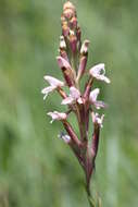 صورة Disa patula var. patula