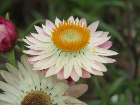 Image of bracted strawflower