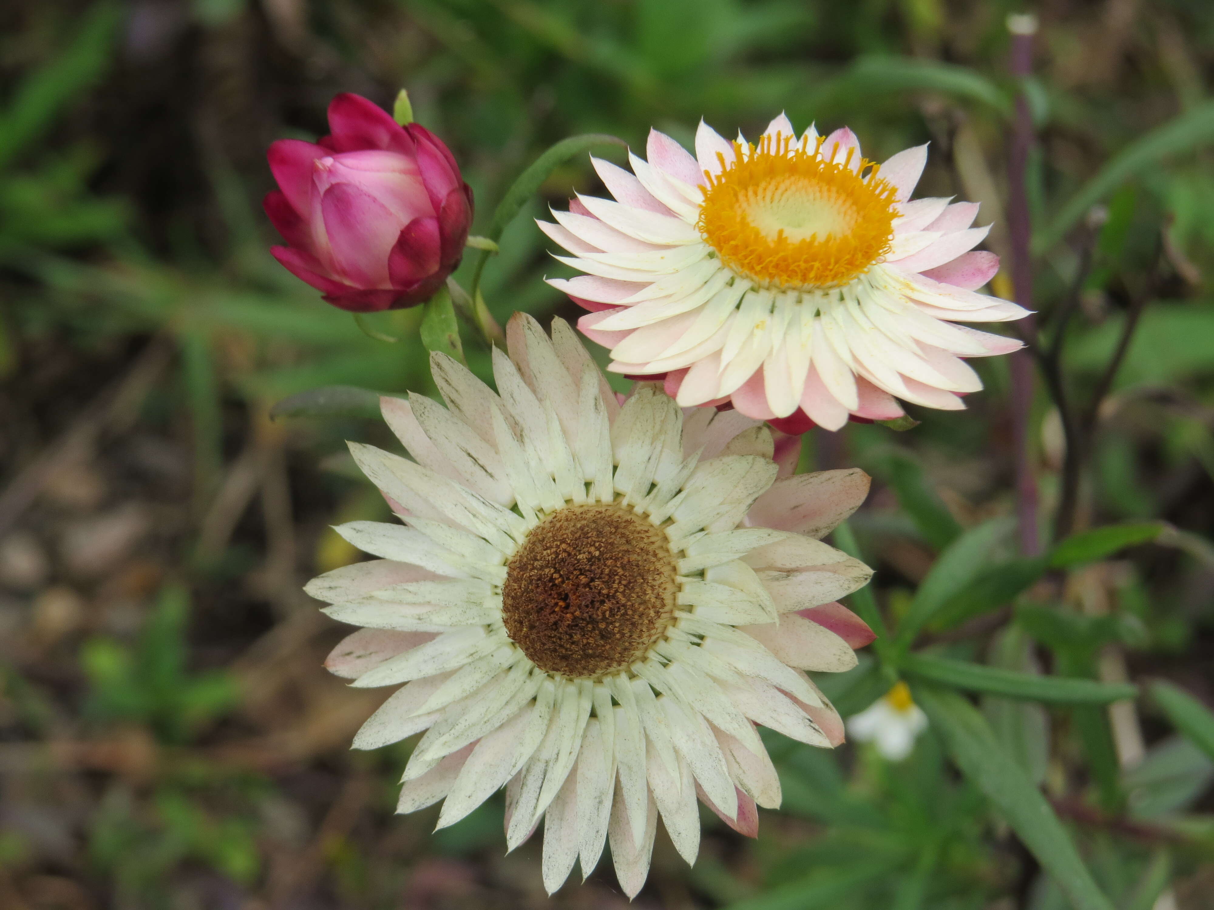 Image of bracted strawflower