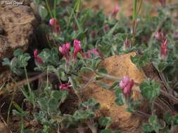 Plancia ëd Trifolium pauciflorum d'Urv.