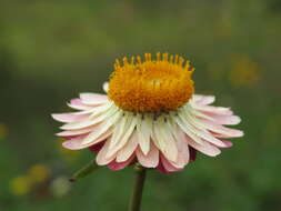 Image of bracted strawflower