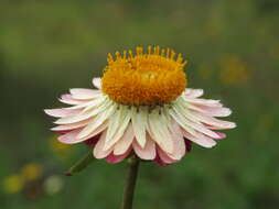 Image of bracted strawflower