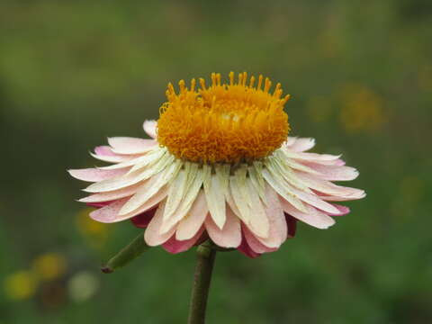 Image of bracted strawflower